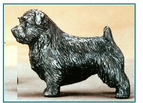 Norfolk Terrier - Small Standing Dog