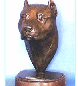 Am. Staffordshire Terrier - Large Headstudy
