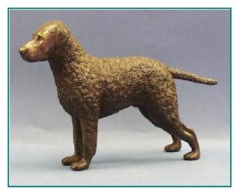 Curly Coated Retriever Dog - Large Standing Dog