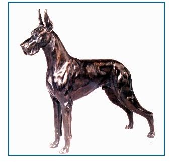 Great Dane Dog - Extra Large Male Standing